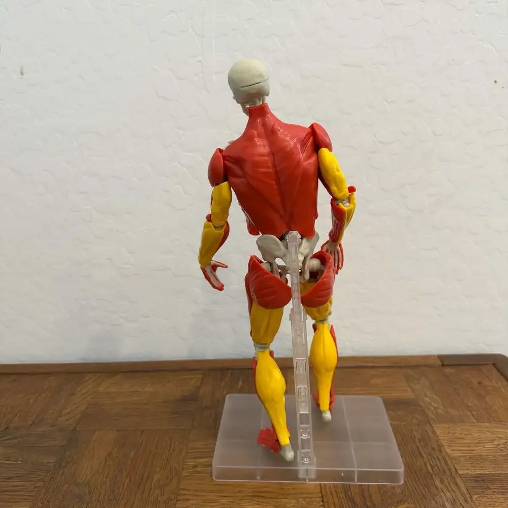 Be Amazing! Toys Interactive Human Body Anatomy Model Kit